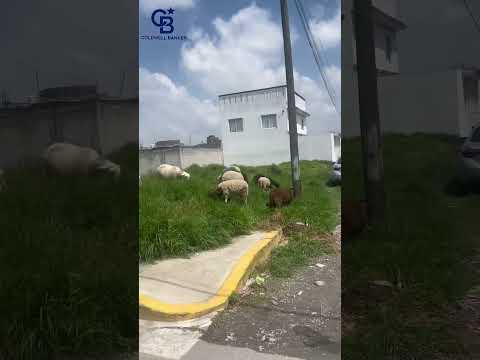 Previsualización del video